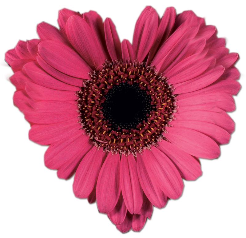 Flowers by Jennifer