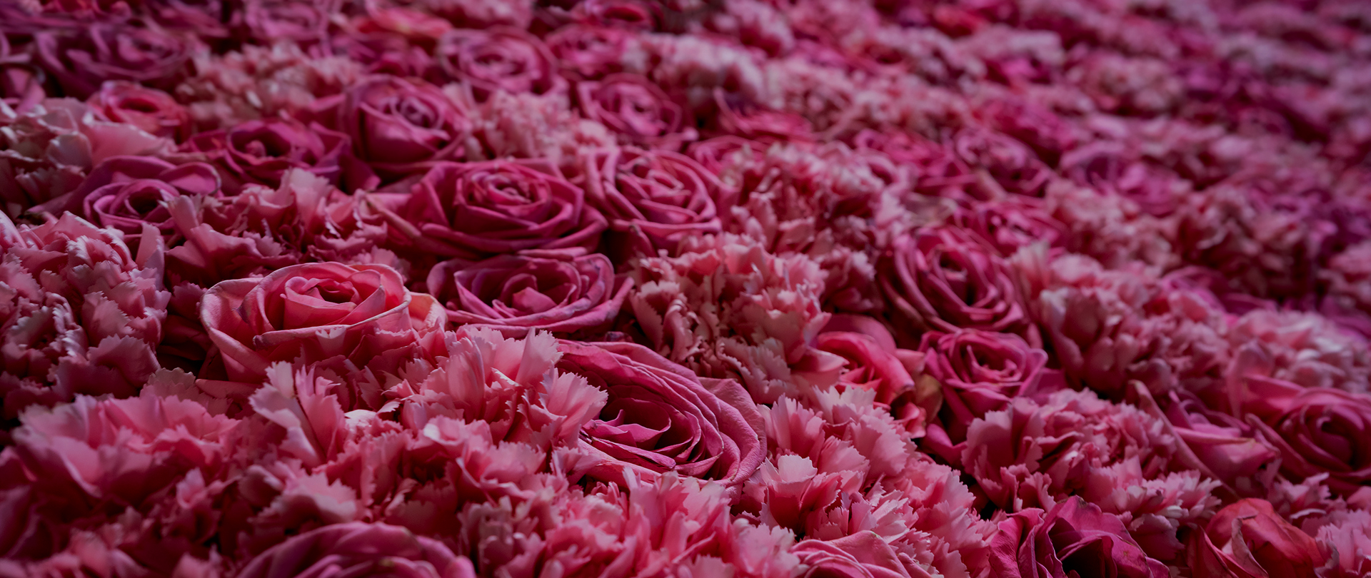 /media/mtuai3wt/rozen-bloemen-bestellen-boeketten-zakelijk-abonnementen-bloemwerk-winkel-bloemist_flowers-by-jennifer-purmerend_header_dk3.jpg